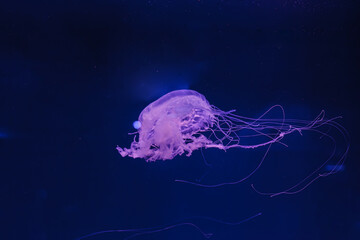 underwater photos of jellyfish chrysaora quinquecirrha jellyfish the atlantic sea nettle