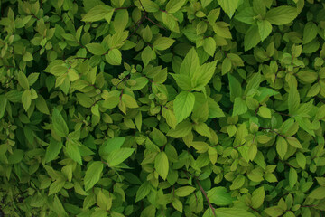 Green bush plant leaves close up as floral botanical natural summer backdrop background pattern...