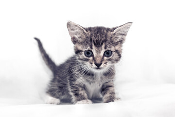 Small gray kitten on a light background. Cute pets.