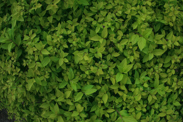 Green bush plant leaves as floral botanical natural summer backdrop background pattern wallpaper - obrazy, fototapety, plakaty