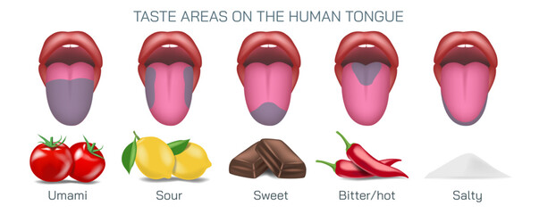 Taste buds on tongue location. bitter, sour, umami, salty and sweet vector illustration.
