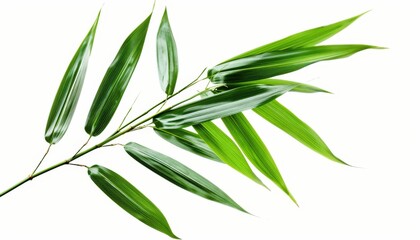 Isolated green bamboo leaf on white