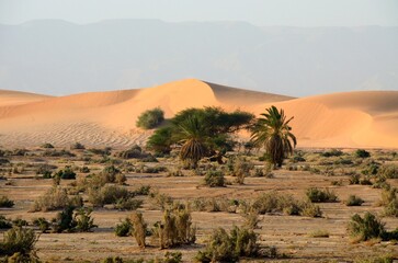 Fototapeta na wymiar Dunas y palmeras en el desierto de Wadi Araba en Jordania