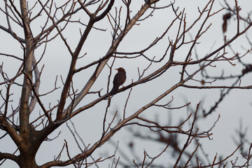 Bird on tree