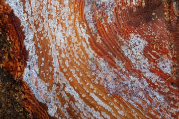 Annual rings in a sawn Douglas fir, covered with resin