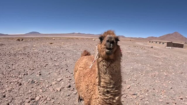 camel in the mountains