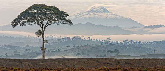   A solitary tree in a field, mountain backdrop shrouded in fog, foreground populated with trees - obrazy, fototapety, plakaty