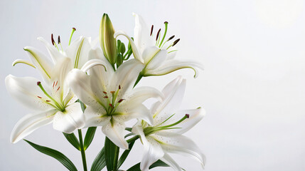 Fototapeta na wymiar A composition of elegant lilies against a clear