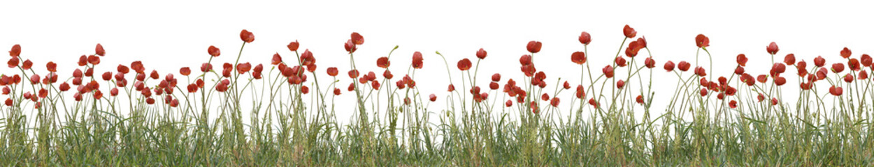 Red poppy flowers, Wild grass field and meadow in nature, Tropical forest isolated on transparent background - PNG file, 3D rendering for create and design