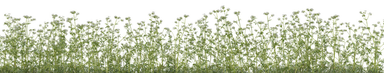 Wild grass field, flowers and meadow in nature, Tropical forest isolated on transparent background - PNG file, 3D rendering for create and design