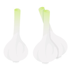 Set of young garlic with green tip