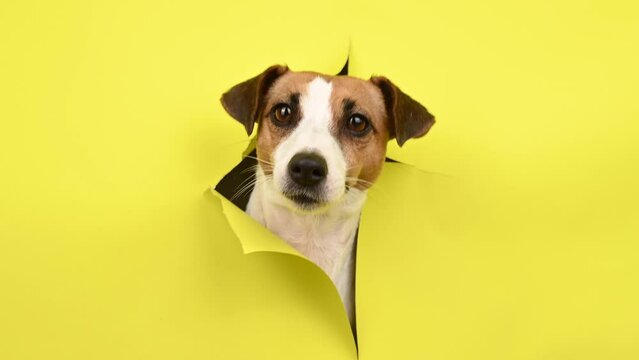 Cute Jack Russell Terrier dog tearing up yellow cardboard background. 