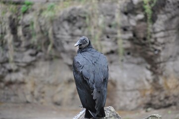 vulture perched