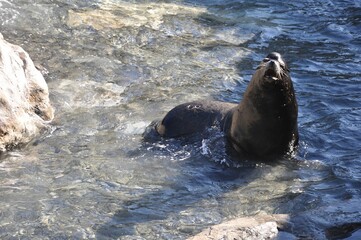 sea lion in the water