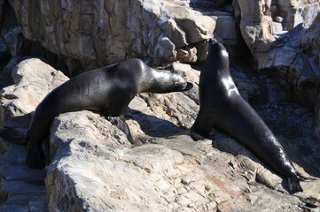 sea lions on rock