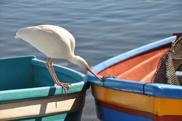 white ibis on colourful boat - obrazy, fototapety, plakaty