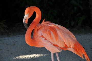 pink flamingo in the zoo