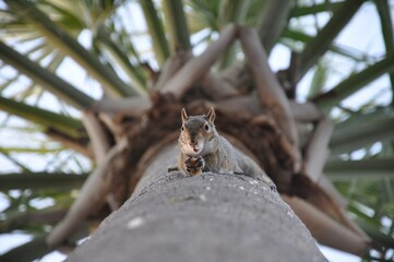 squirrel on tree