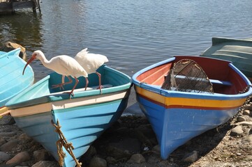 white ibis on colourful boat - obrazy, fototapety, plakaty