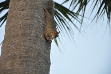 squirrel on tree