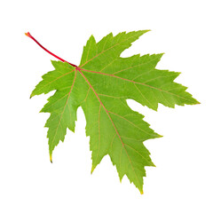 Green maple leaf isolated on white.