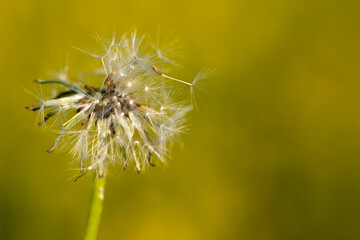 Fototapeta premium dandelion on green background with seed pod blowing away in wind