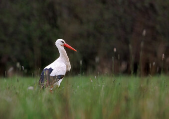 Weißstorch auf Wiese