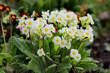Obraz na płótnie Canvas Primrose, primula vulgaris flowers in spring garden.