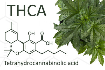 formula of Tetrahydrocannabinolic acid also known as THCA next to a beautiful young medical marijuana plant. on a white background