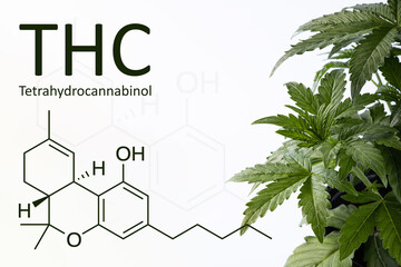 Tetrahydrocannabinol also known as THC formula next to a beautiful young medical marijuana bush. on a white background