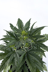 ripening buds on a young green bush of medical marijuana. on a white background. Alternative treatment for depression, ptsd and other illnesses