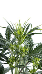 ripening buds on a young green bush of medical marijuana. on a white background. Alternative treatment for depression, ptsd and other illnesses