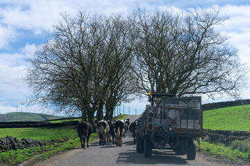 Idyllic scene of dairy cows walking down a road on Terceira Island, Azores, guided by a tractor. 