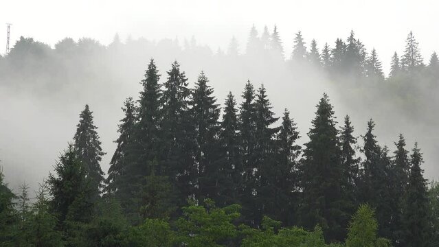 Fog in Mountains, Clouds Rainy Day, Cloudy Mystical Foggy Forest, Stormy Mist Haze Smoke, Alpine Wood Overcast Landscape Timelapse
