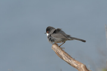 Curruca melanocephala