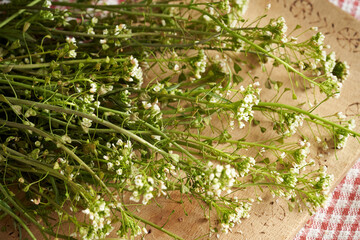 Blooming shepherd's purse plant on a table - ingredient for herbal tincture