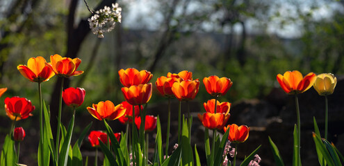Tulip is an exclusive variety.
Orange, large tulip. Flowerbed with tulips.Decorative spring flower....