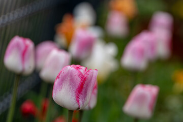 pink tulips in the garden