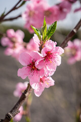 blooming peach flower