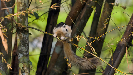 Playful squirrel in natural habitat clinging to slender branches. Wildlife in forest setting, small mammal exploring environment. Nature and wildlife.
