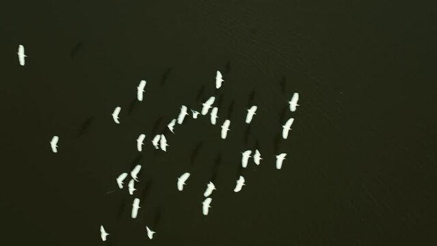 Passaros sobre a agua