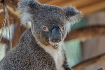 koala in a wildlife sanctuary