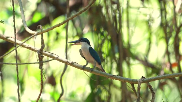 Collared kingfisher perched on branch in natural habitat, showcasing wildlife and bird watching opportunities. Nature photography and conservation.