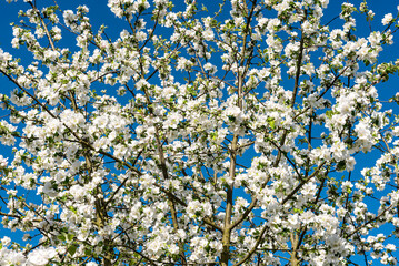 Geäst in der Baumkrone eines weiß blühenden, von der Sonne angestrahlten Apfelbaums vor blauem, wolkenlosem Himmel - 782359981