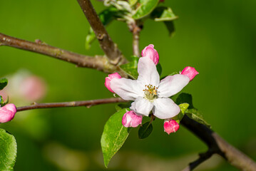 Close-up einer von der Sonne hell angestrahlten weißen Apfelblüte mit rosafarbenen Knospen an einem Ast vor grünem, unscharfem Hintergrund - 782360336