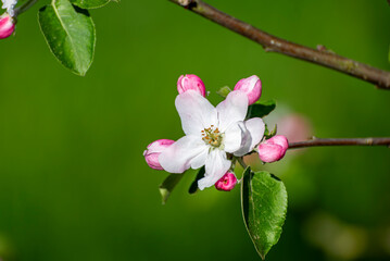 Close-up einer von der Sonne hell angestrahlten weißen Apfelblüte mit rosafarbenen Knospen an einem Ast vor grünem, unscharfem Hintergrund - 782360380