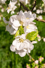 Close-up von von der Sonne hell angestrahlten weißen Apfelblüten an einem Ast vor grünem,...