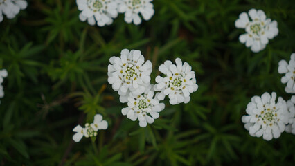 Weiße Blume
