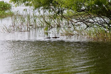 reflection of trees in the water