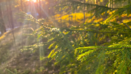 GOlden sunlight in pine tree forest. Dense woods at golden hour. Fir tree branches. Sun rays streaming through conifer trees. Spring nature. Film grain texture. Soft focus. Blur